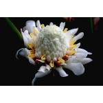 Etlingera eliator cv "White" - MC - 1141